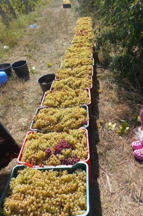 Struguri de vin 2026