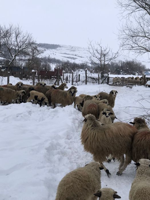Vând oi breze cu miei  și  deafata