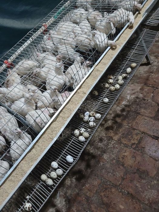 Bedona, go'shti jojalari tuxumlari sotiladi inkubator xizmati ham bor