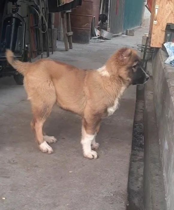 Продается щенок САО девочка