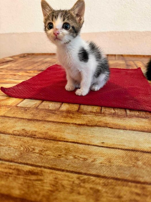 Подаряват се две женски котета