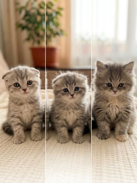 Продаются котята