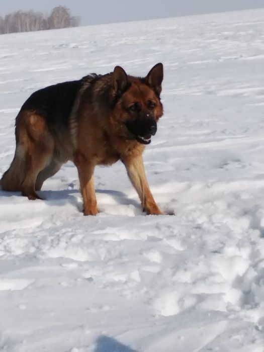 Щенки немецкой овчарки 1,5 месяца кушать начали уже сами