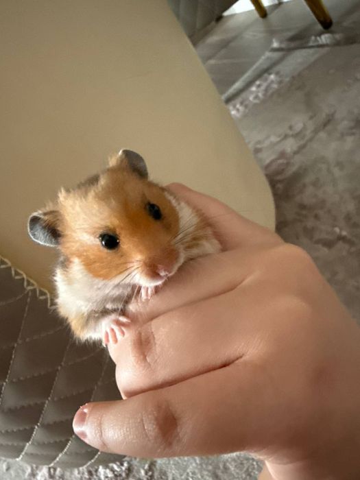 Продается хомяк мальчик