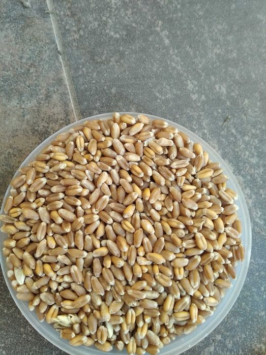 Porumb floarea soarelui pestriță pt papagali ovăz grau amestec cereale