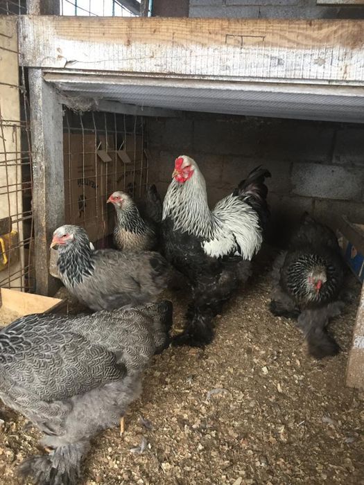 Яйца брама 6 видов