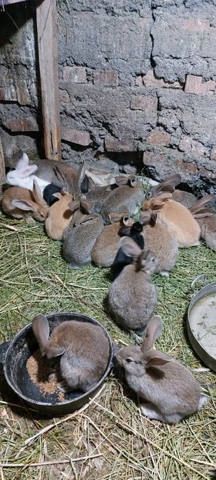 Кролики породы Фландер