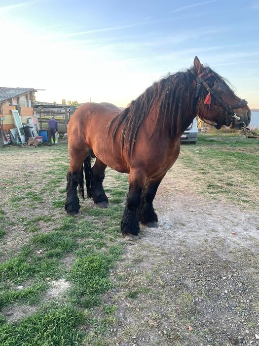 Vând iapă murgă de 5 ani cu mânză de 2 luni.