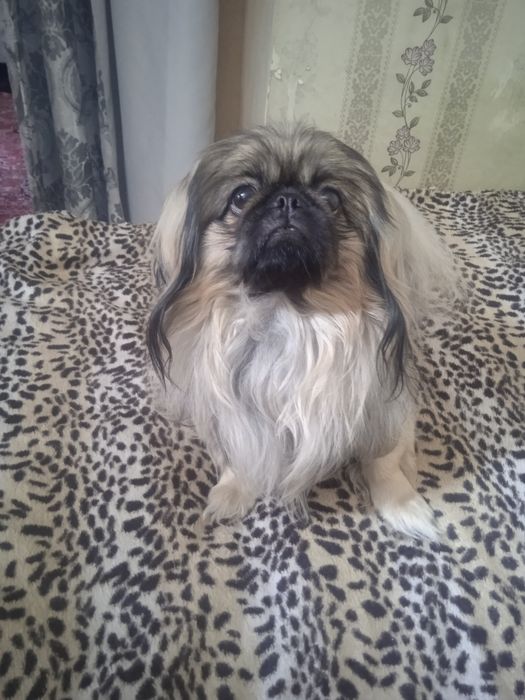 Принц ищет свою принцессу