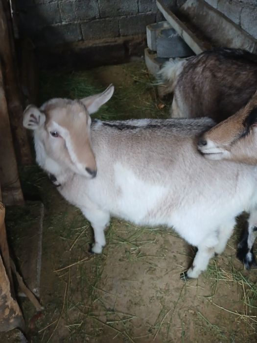 Алпи шыбыш сатам