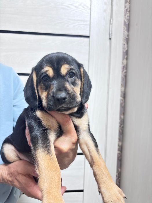 Продам щенят порода кокер спаниэль