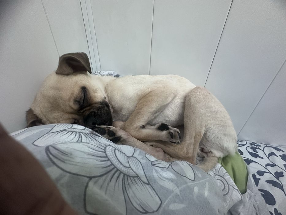 Пристраивается собачка чихуа плюс мопс