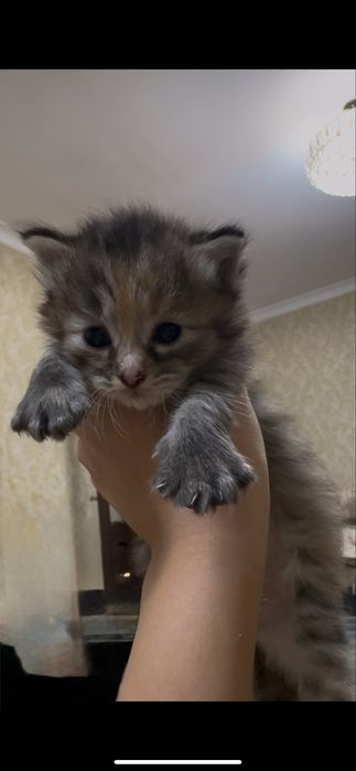 Котята, девочкаа, 1 месяц