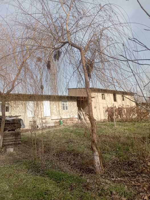 Majnuntol. Koʻchat kerek odam bosa bervrman