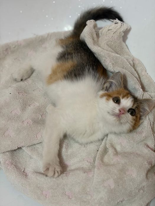 Месячный котенок ищет дом