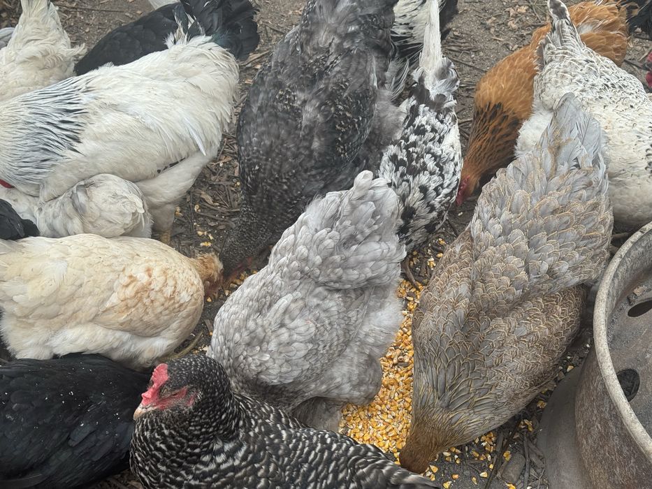 Oua australorp,brahma,kabir