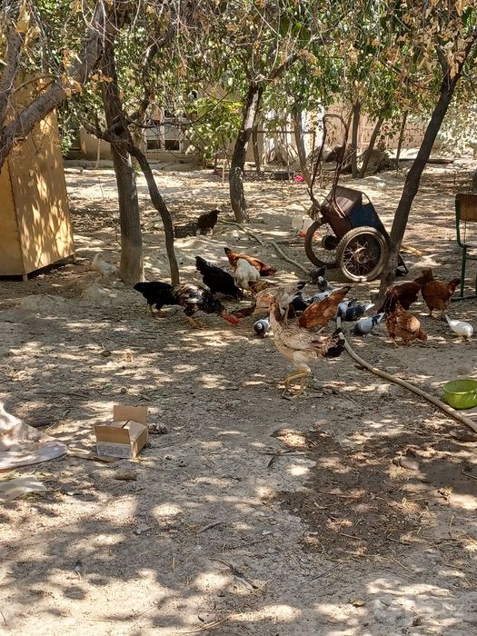 Sotiladi 150mingdan dona 25ta  ichida 6ta jo'jalar bor