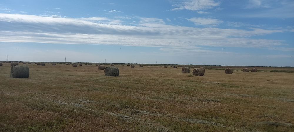 Продам луговое сено в рулонах.
