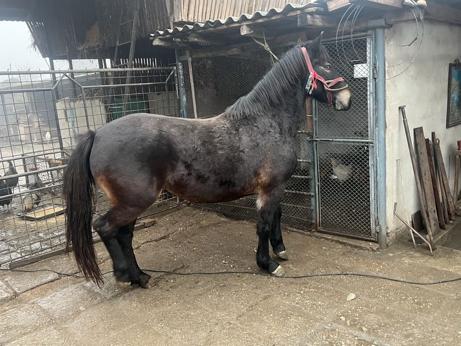 Vand 2 carlane frumoase