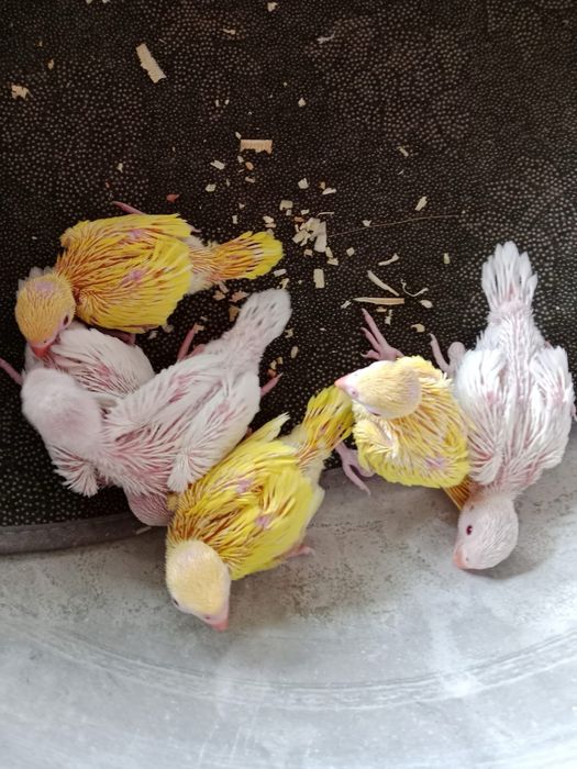 Papagal Micul Alexandru opalin Alexander