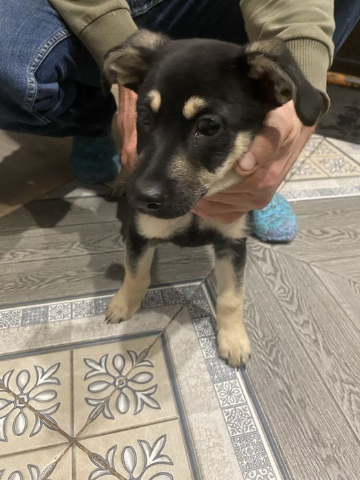 Отдам щенка с добрые руки( кобель)