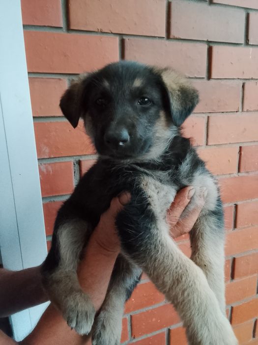 Щенки овчарки продам
