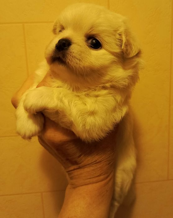 Продам щенков чихуахуа.