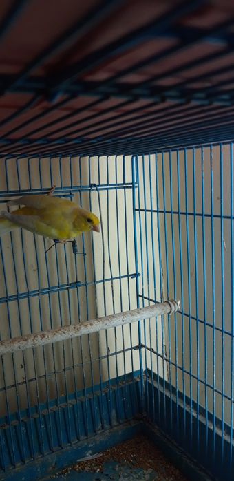 Кенаров отлично поют