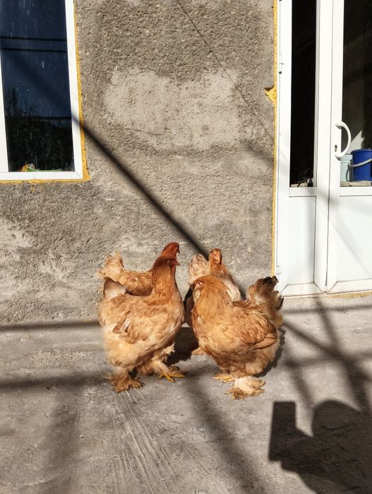 toza bramalar sotiladi