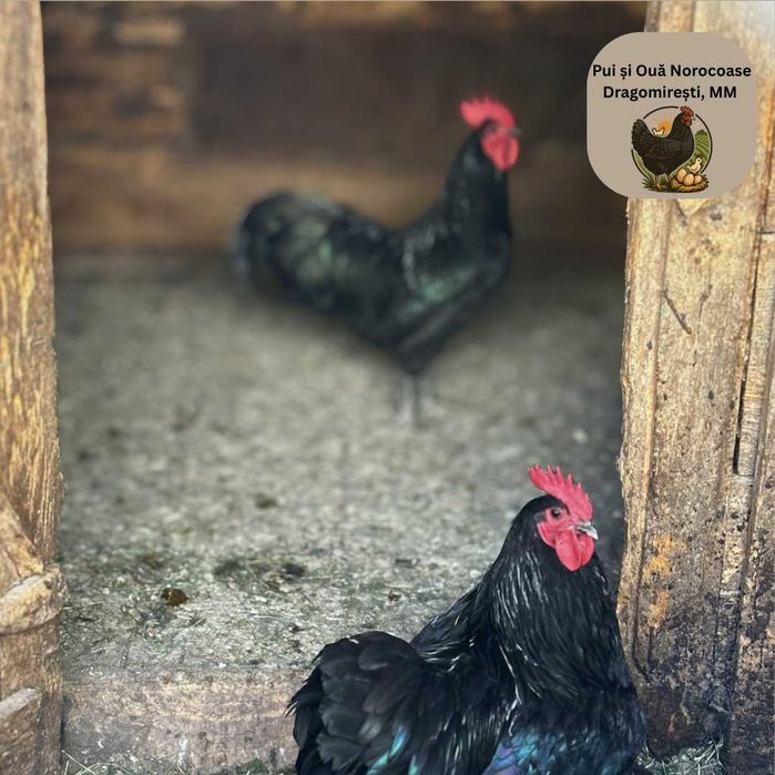 Cocoși Australorp