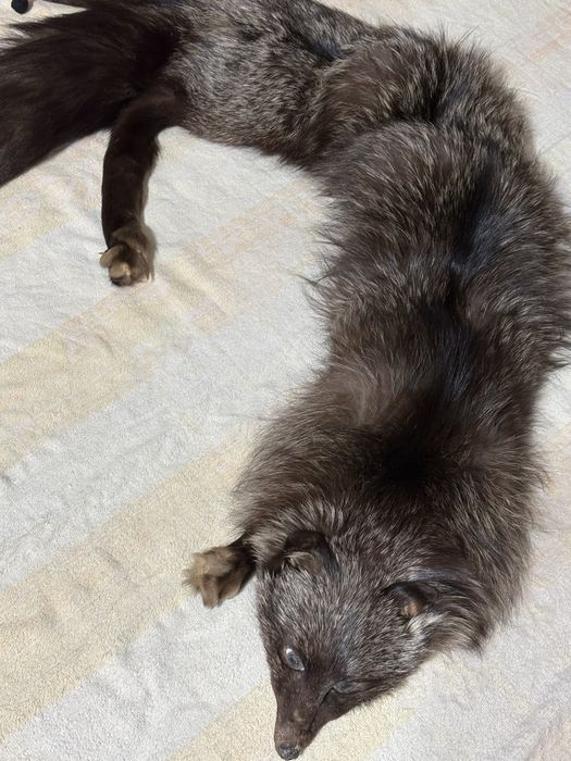 Чернобурка воротник