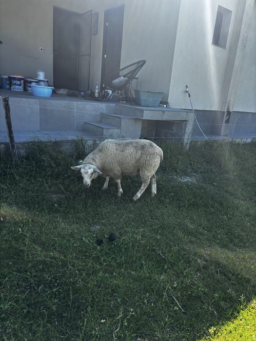 Oi/miei texel patata olandeza