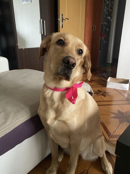 Doresc sa gasesc o familie iubitoare pentru Luna!