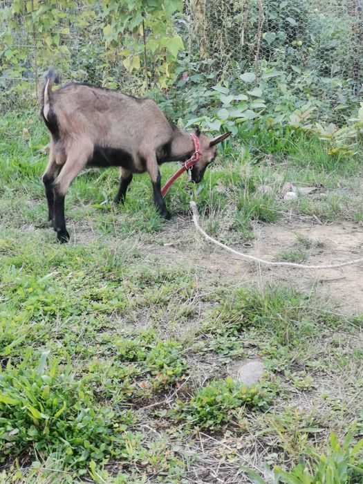 Vând 2 capre, un țap și 2 iezi ,alpini francezi
