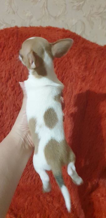 Щенок чихуахуа мальчик