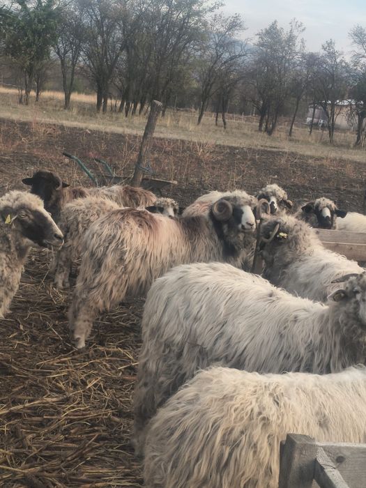 De vinzare doi berbeci miori breji