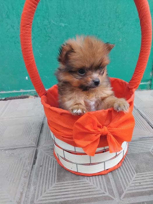 Продаётся мини йорк щенки 2 месяца торг уместен