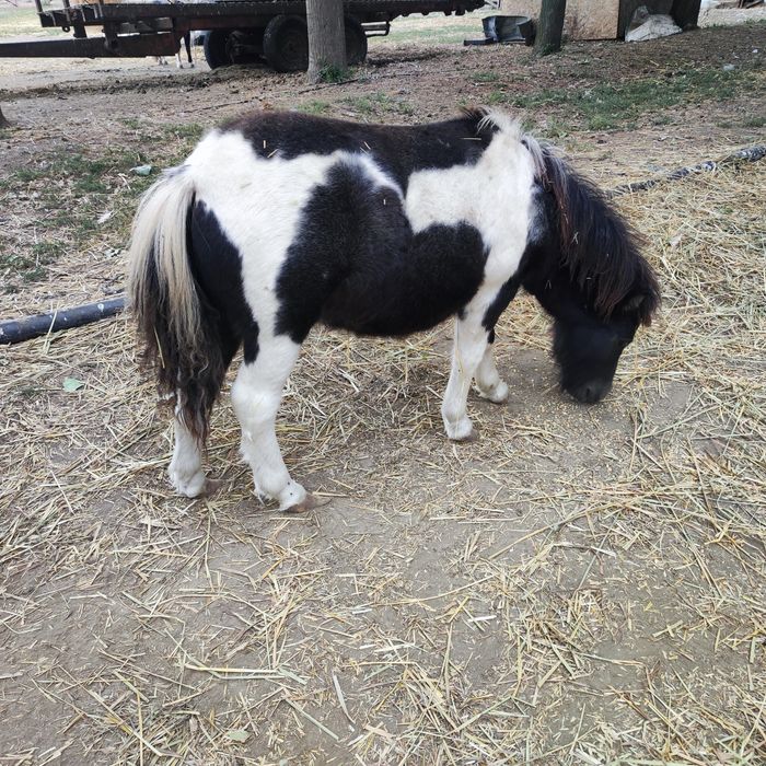 Ponei mascul ( fabricatie aprilie 2025)  3200 lei