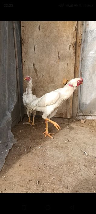 О шамо немцы Калуга сатылады