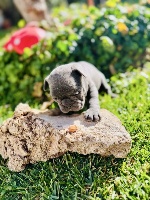 Френски Булдог Blue