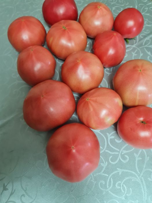Домашние помидоры