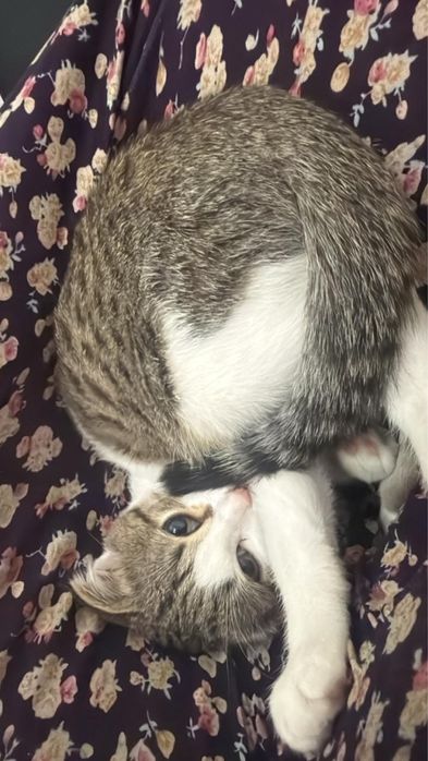 Продаётся кошечка