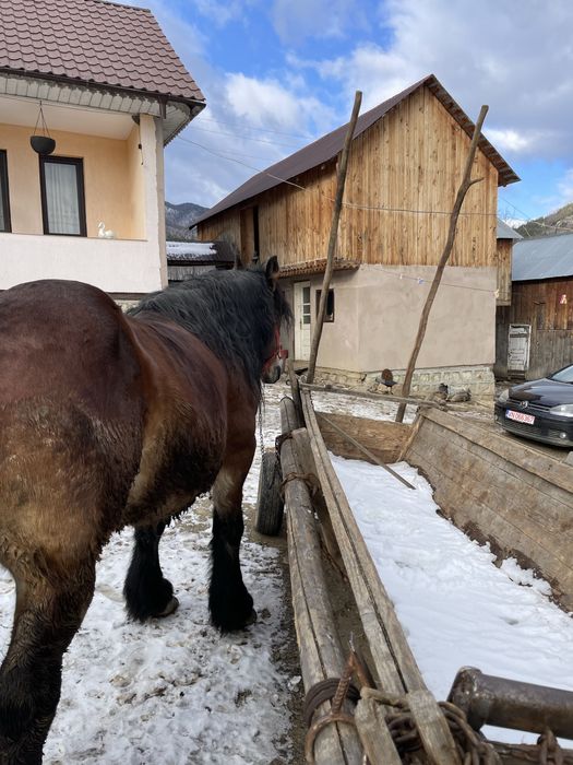 Vand armasar de 9 ani