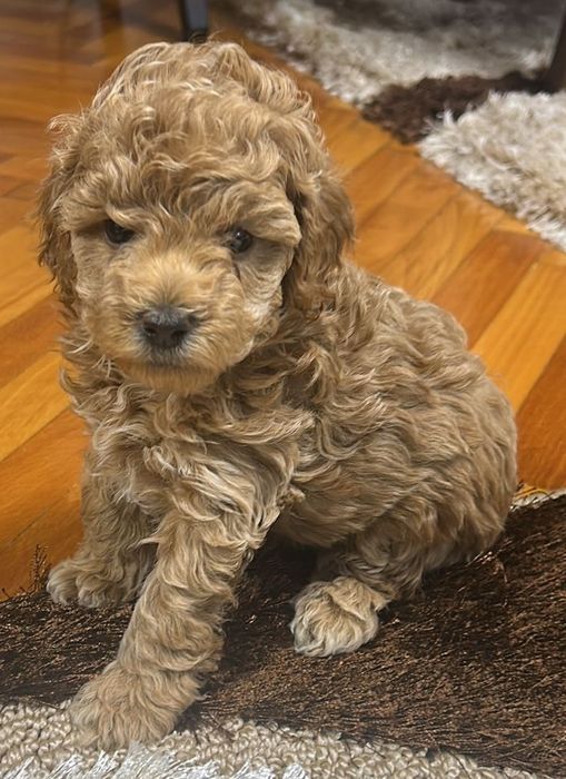 Poodle mini/toy  cu  pedigree