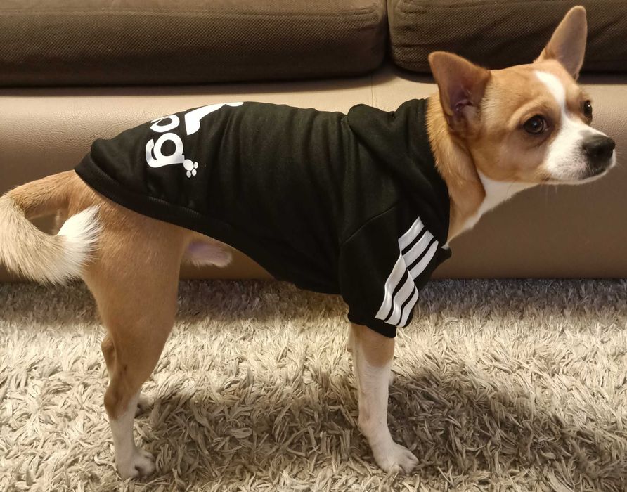 вязка, мальчик , чихуахуа