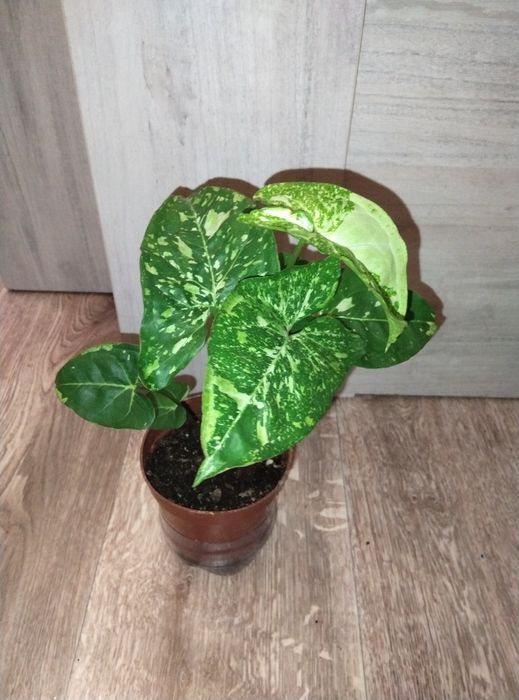 Комнатные растения