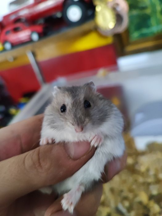 Хомяки Джунгарии