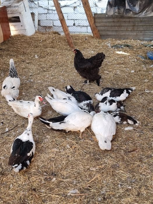 Rate lesest de vânzare