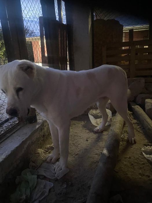 Пародия-Алабаи-жасы-2.5