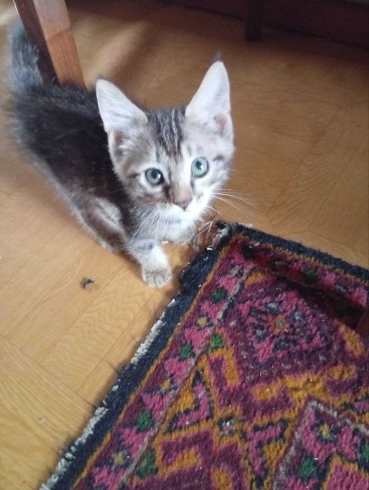 Котёнок -мальчик